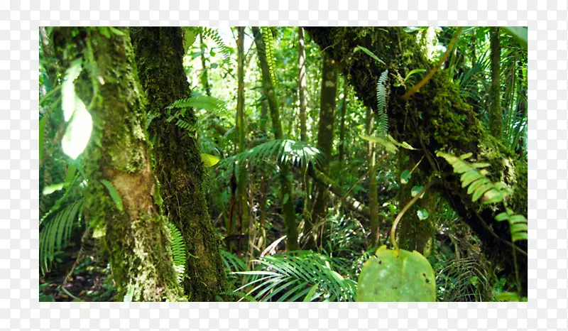 热带雨林、温带雨林、热带和亚热带针叶林、热带和亚热带潮湿阔叶林-森林