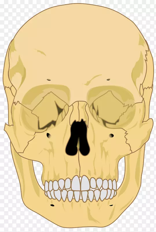 人类骨骼头盖骨，人体智人-颅骨边缘