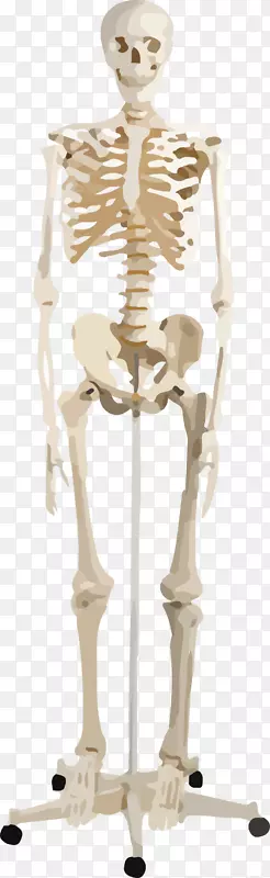 人类骨骼人体解剖智人骨骼