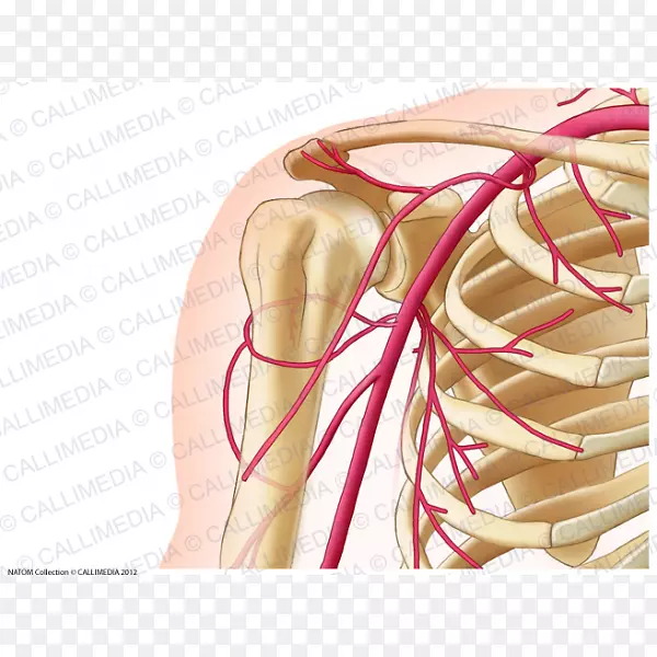 颈总动脉解剖颈前交通动脉