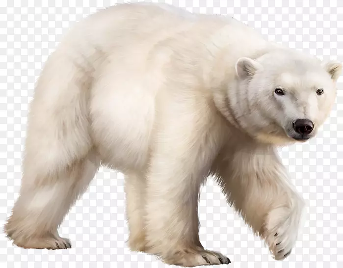 北极熊-大北极熊