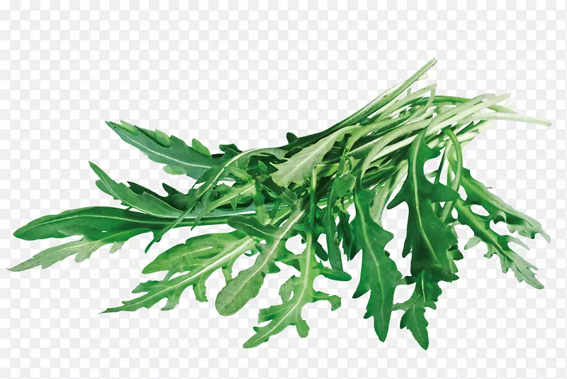 叶类蔬菜Arugula denn‘s Biomarkt Speyer-rucola