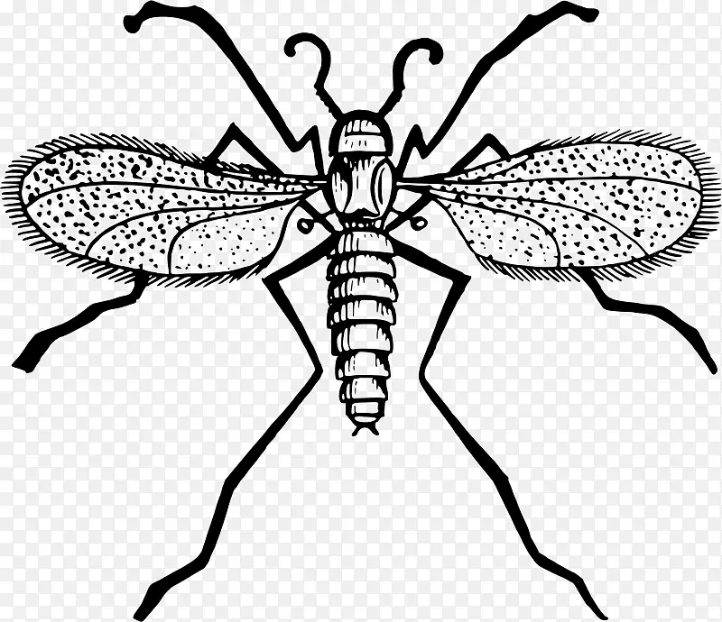 苍蝇蚊虫夹艺术-苍蝇