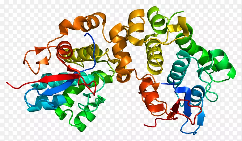 层粘连蛋白桥粒结构桥蛋白-蛋白质卡通