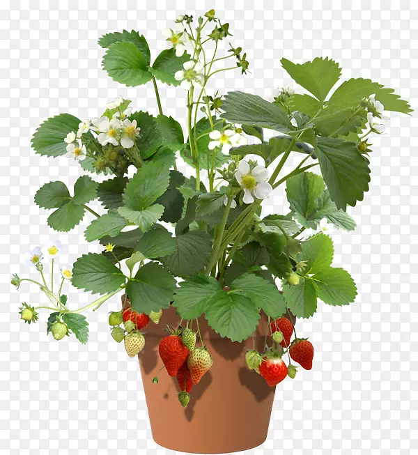 草莓酥饼植物水菠菜芝士蛋糕草莓