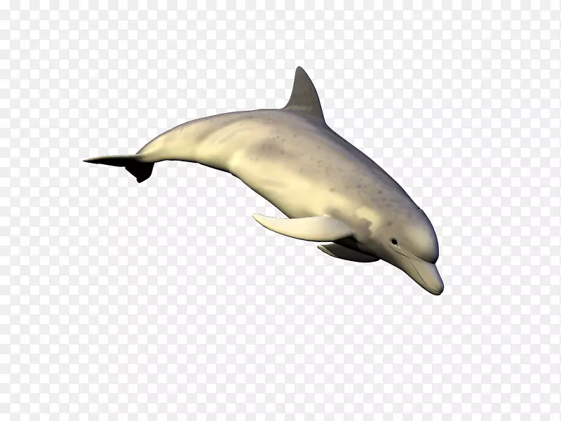 条纹海豚普通宽吻海豚短喙普通海豚图库溪粗齿海豚-ku