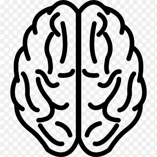 神经系统的人脑发育-人体