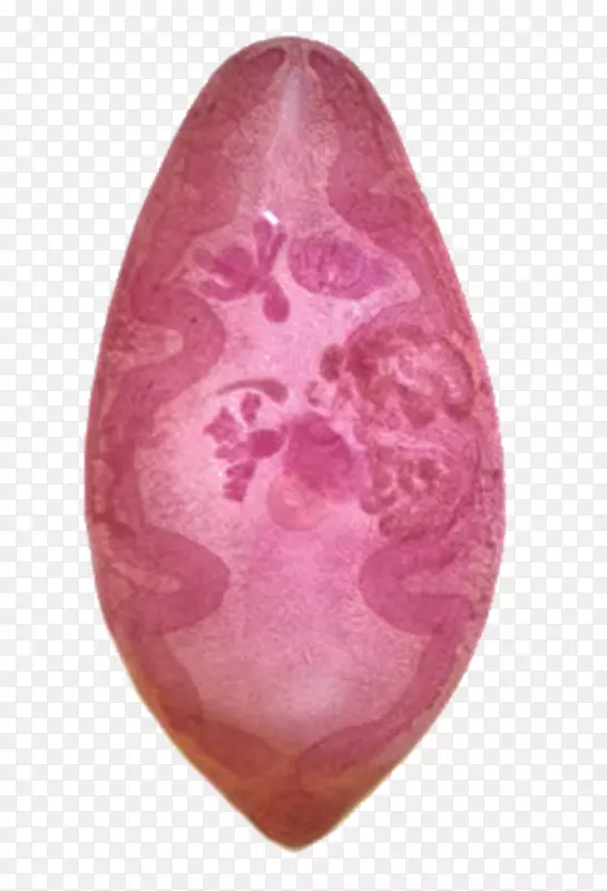 温氏并殖吸虫皮肤幼虫移行性人体寄生虫内脏幼虫迁移-人肺