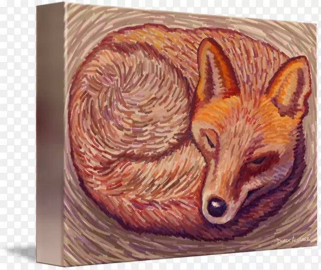 红狐狸鼻子-狐狸睡觉