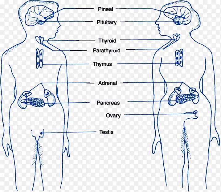 内分泌腺指智人内分泌系统-血液