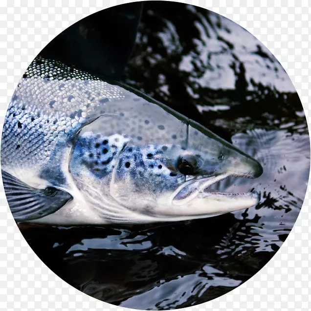 鲑鱼流苏格兰大西洋鲑鱼动物