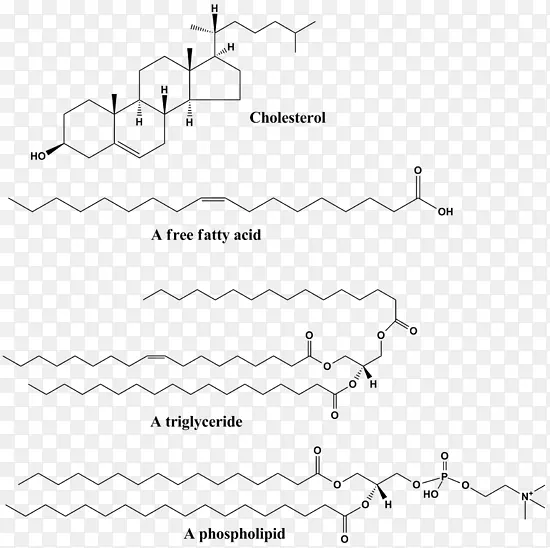 磷脂生物化学结构脂肪酸