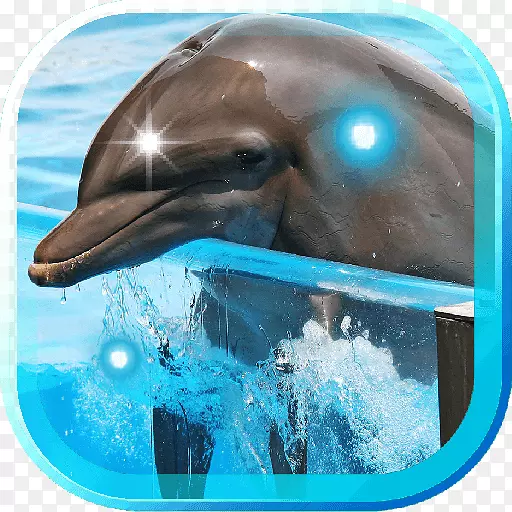 普通宽吻海豚批发短喙普通海豚水长喙普通海豚水