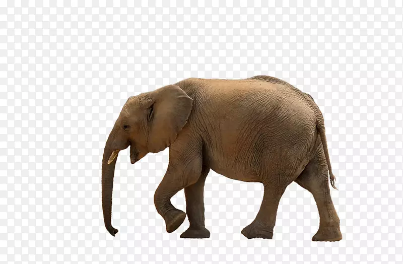 非洲灌木象亚洲象非洲森林象剪贴画-狮子