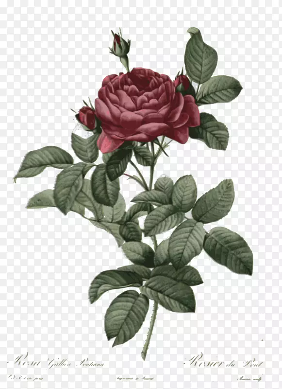 法国玫瑰植物学插图植物画花