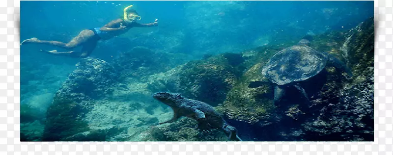 海海龟水下珊瑚礁