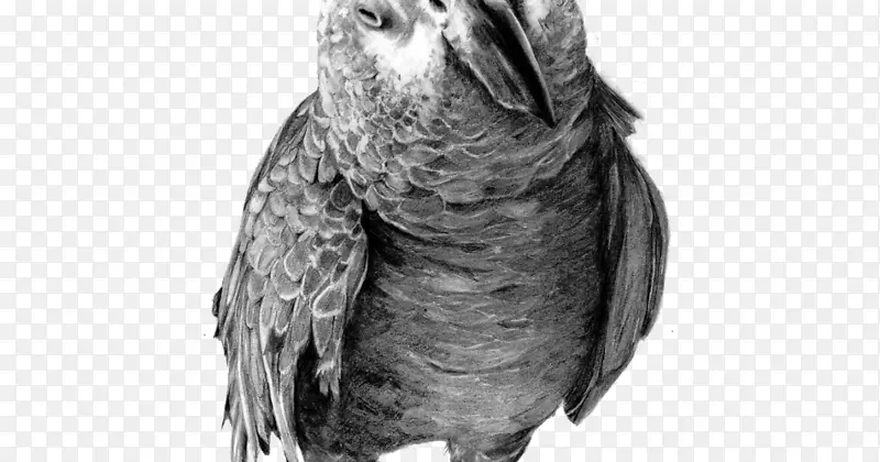 鹦鹉画鸟铅笔素描-非洲灰鹦鹉