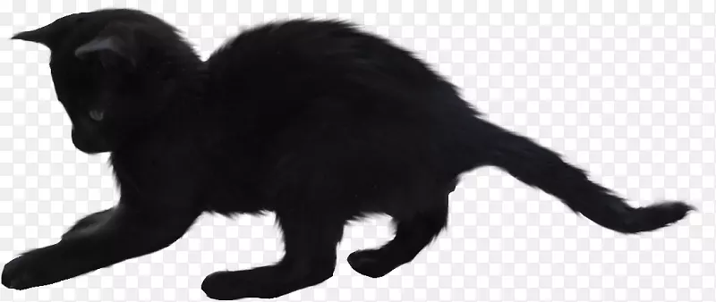 黑猫须，家养短毛猫