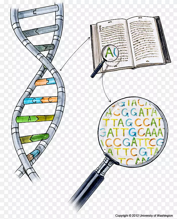 DNA测序核酸序列多兰DNA学习中心