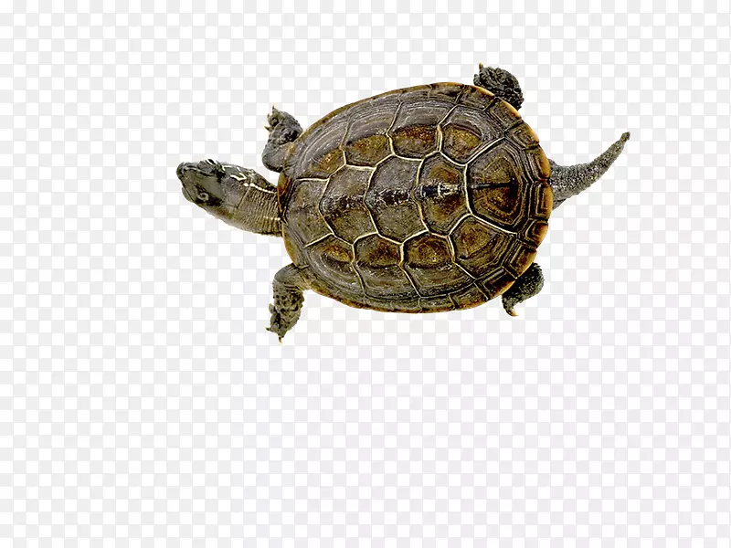箱形海龟光栅图形乌龟剪贴画-Tortuga