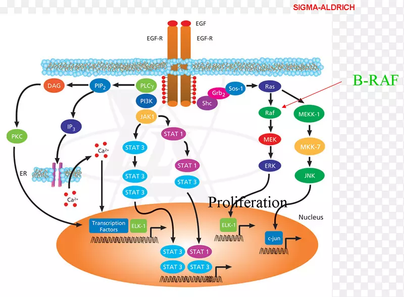 表皮生长因子受体细胞信号转导-途径