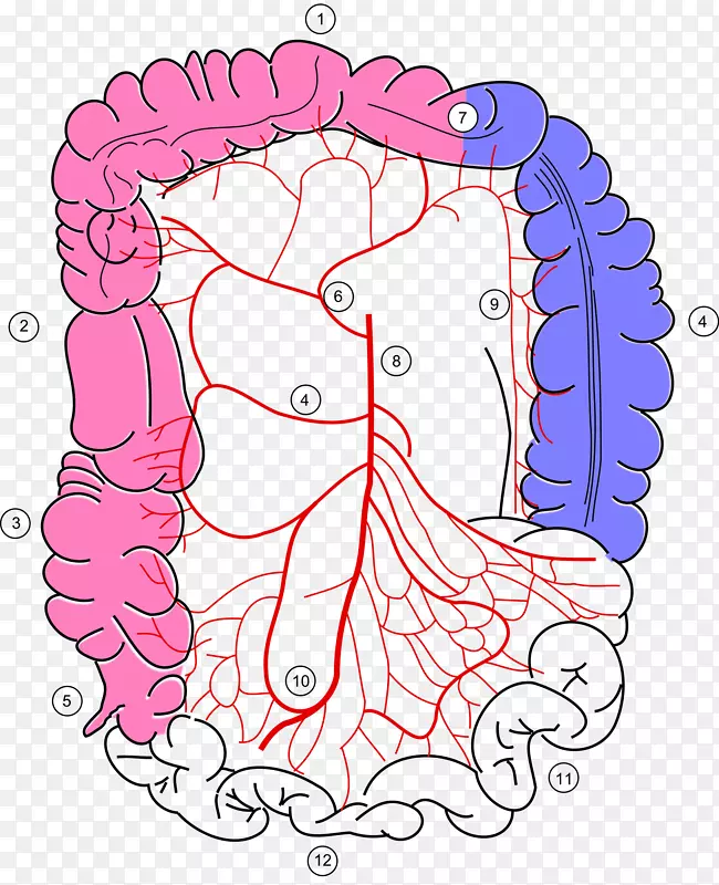 大肠肠系膜上动脉乙状结肠中结肠动脉血