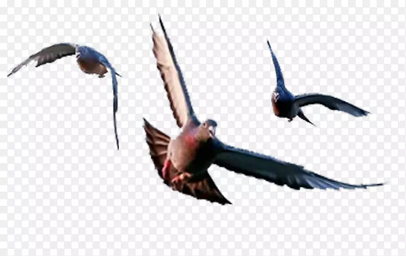 喙燕动物群羽毛