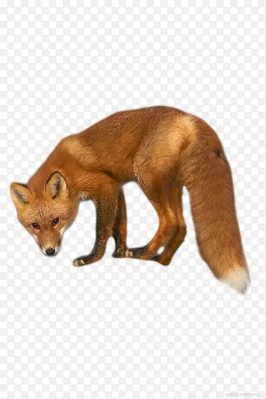 红狐洞包狐狸皮毛-狐狸
