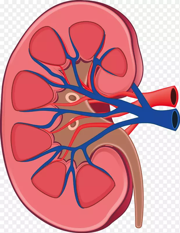 肾脏解剖人体生理学腹膜后间隙-肾