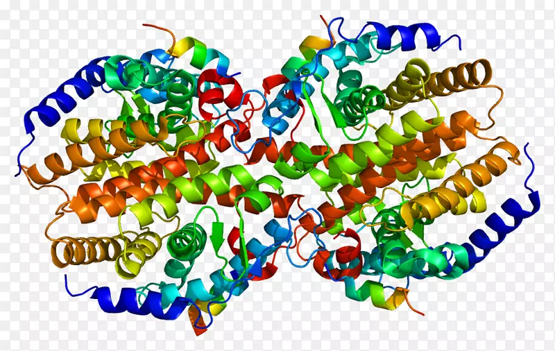 构成型雄激素受体核受体蛋白
