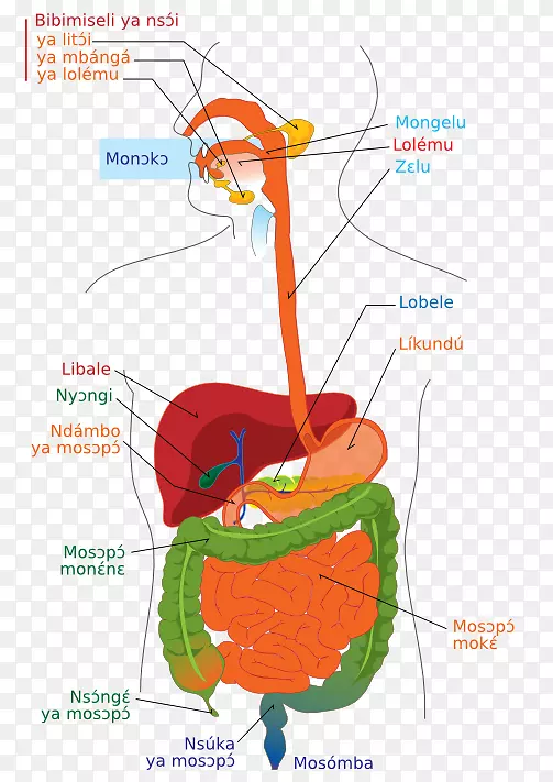 人体消化系统图胃肠道消化人体