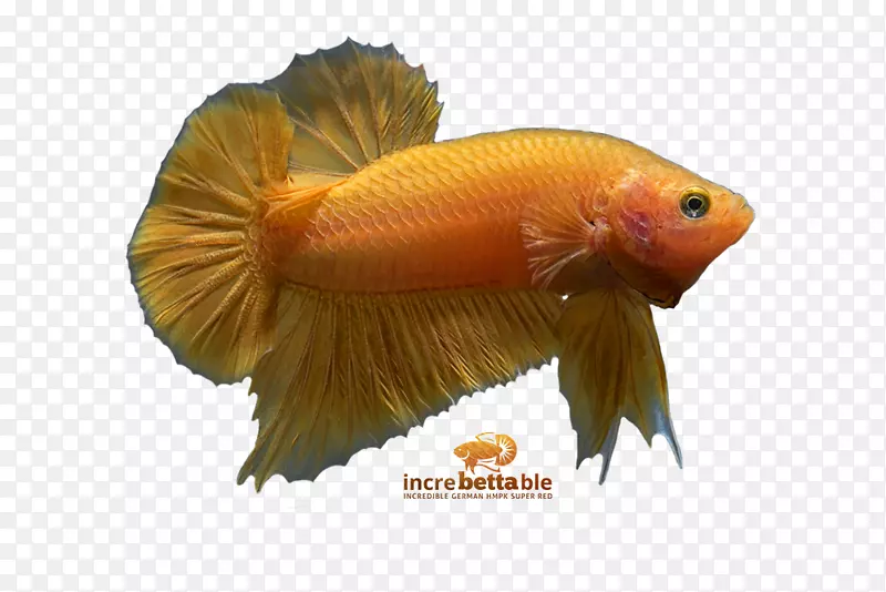 暹罗斗鱼金鱼红黄鱼