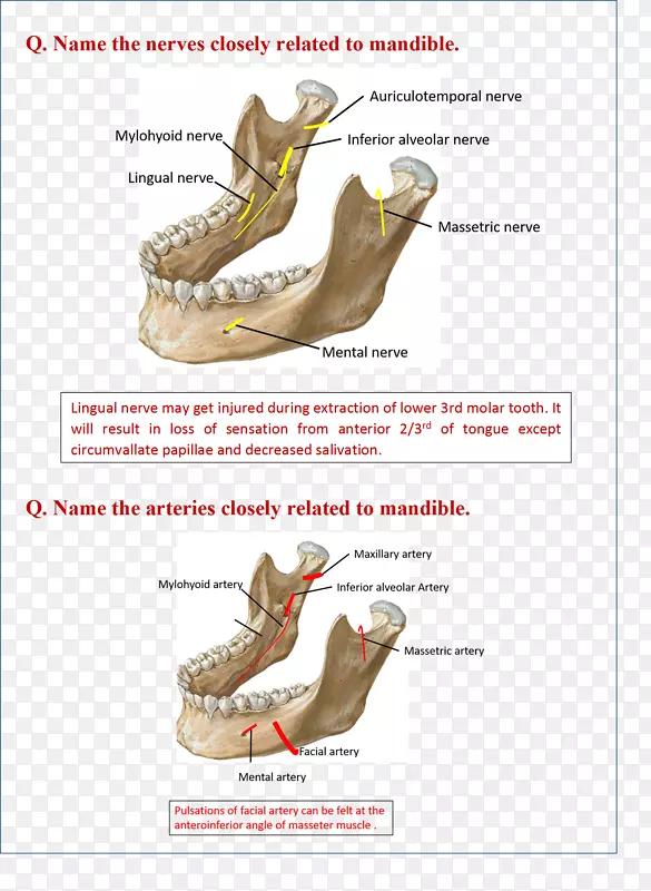 下颌骨网眼解剖闪存卡下颌舌神经