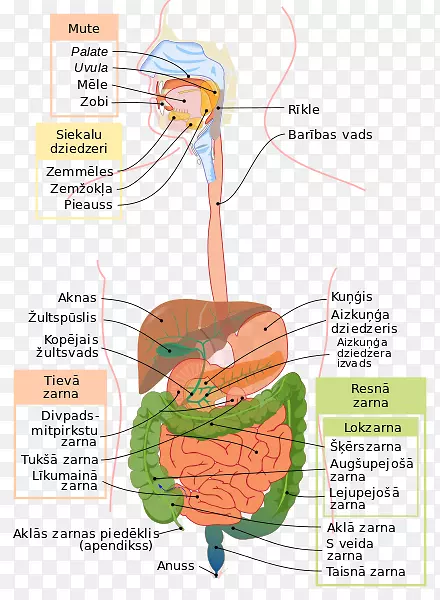 人体消化系统胃肠道消化解剖人体