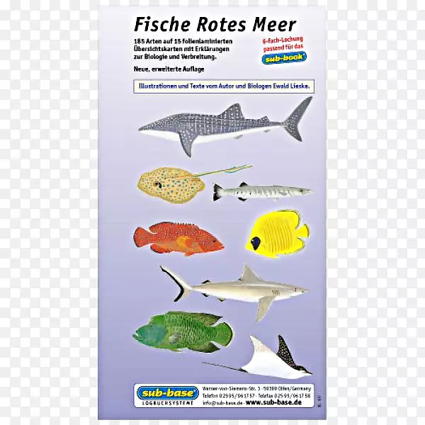 鱼类红海生态系统-鱼类