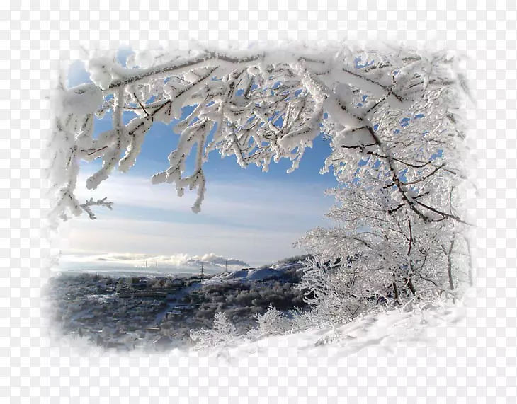 桌面壁纸摄影冬季松树-冬天