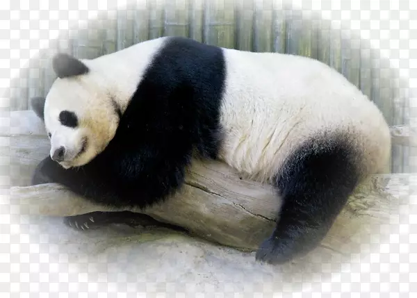 大熊猫皮毛陆生动物-动物