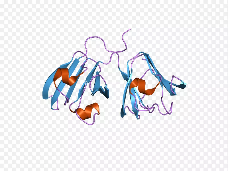 泛素β片抗体模拟-抗体