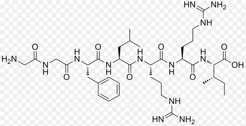 非核糖体肽内啡肽阿片受体阿片肽