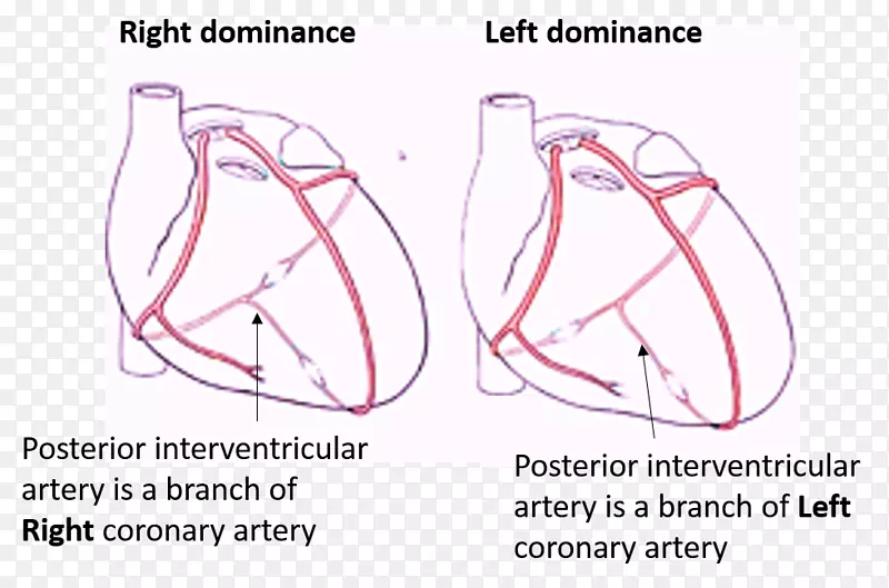 牵张心脏-冠状动脉循环-心脏