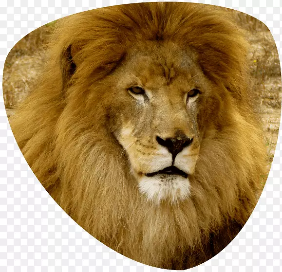 东非狮子大猫世界公园猫科狮子老虎公园