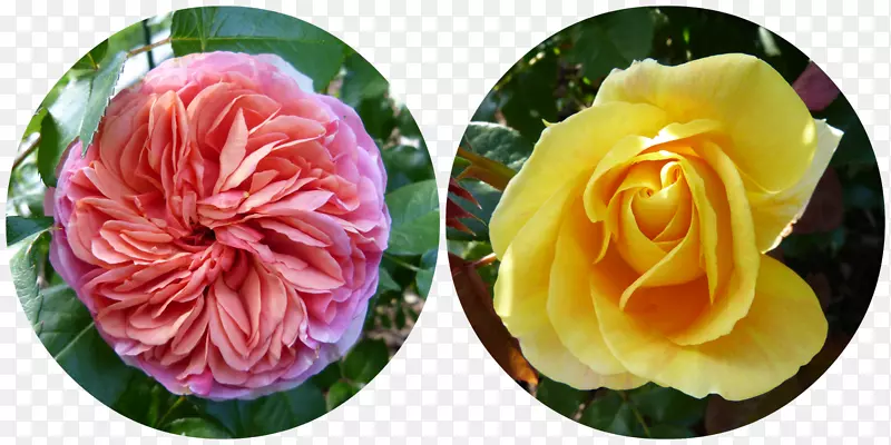 花园玫瑰，卷心菜，玫瑰花，切花，花瓣-花拼贴