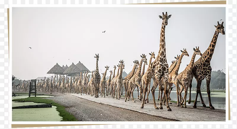 野生动物园世界长颈鹿动物园วันเด็กแห่งชาติ球体代理-广告代理-曼谷，泰国-长颈鹿