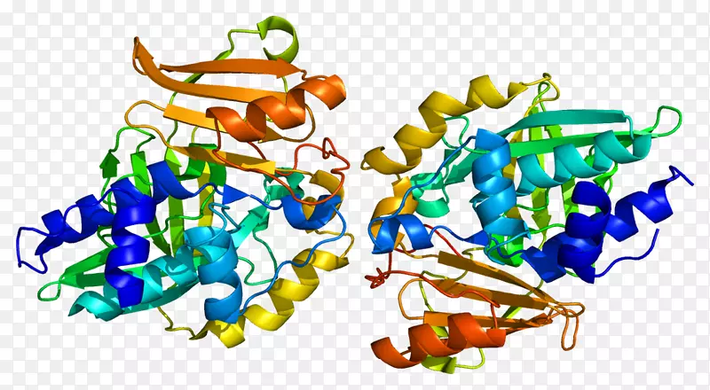N-乙酰转移酶2-乙酰转移酶1酶-酶