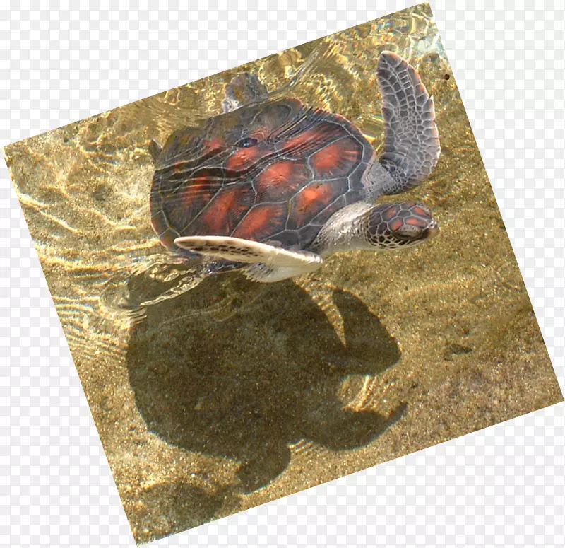 龟塘龟甲鱼海龟