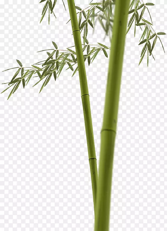 热带木本竹花盆