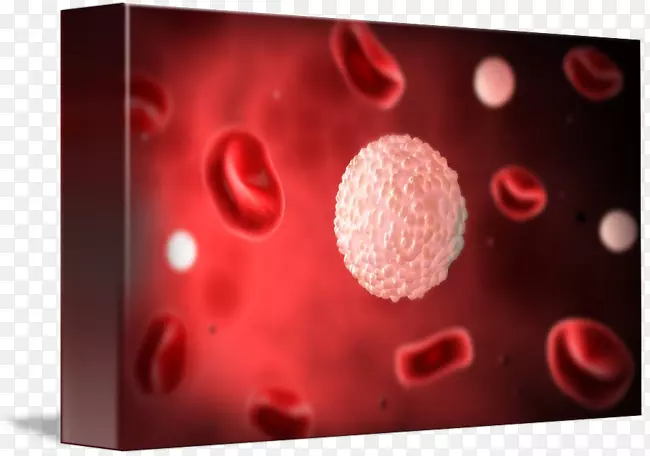 白细胞循环系统-血液
