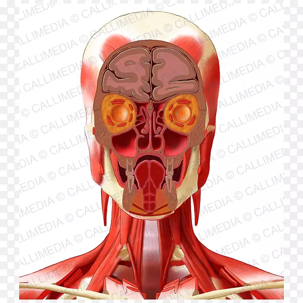 人体解剖头颈骨盆