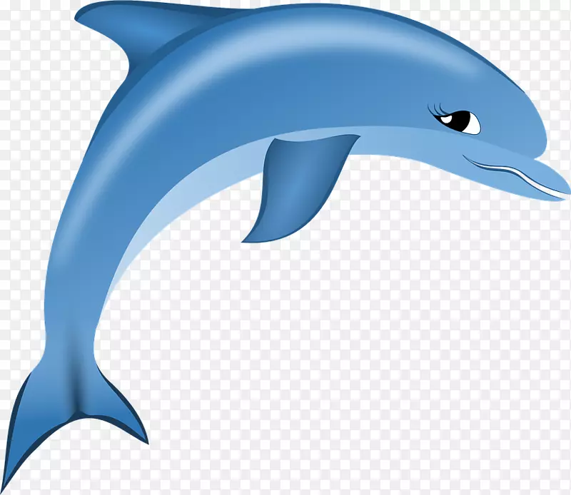 普通宽吻海豚短喙普通海豚图库西白海豚粗齿海豚