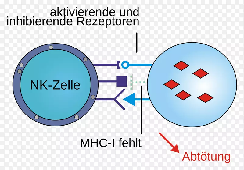 主要组织相容性复合体t细胞mhcⅠ类抗原自然杀伤细胞识别